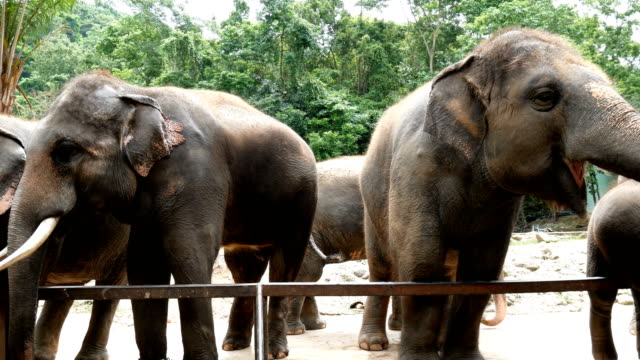 4K-footage.-group-of-Asian-elephant-in-the-zoo