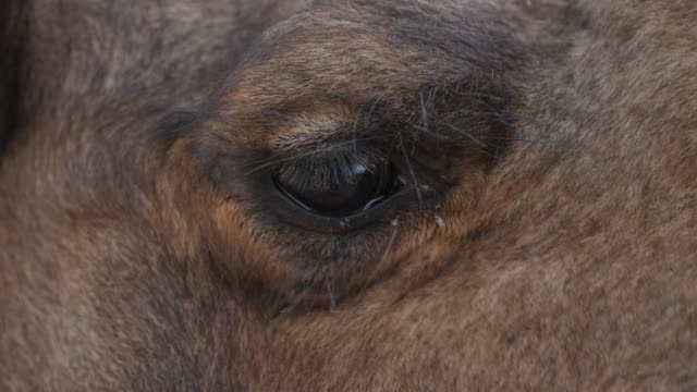 Portrait-of-Camel