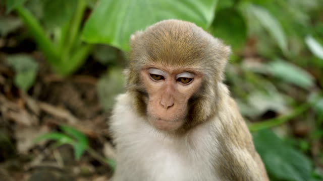 Porträt-eines-Affen-im-Dschungel