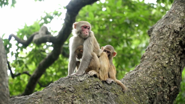 Familia-de-monos-en-un-árbol