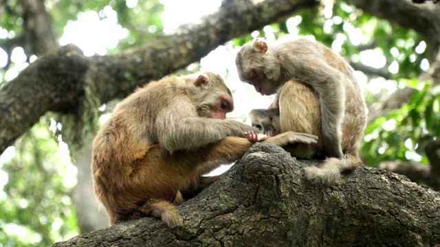Two-monkeys-on-a-tree