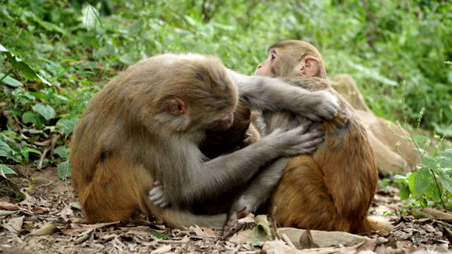 Una-familia-de-monos-en-la-selva-salvaje.