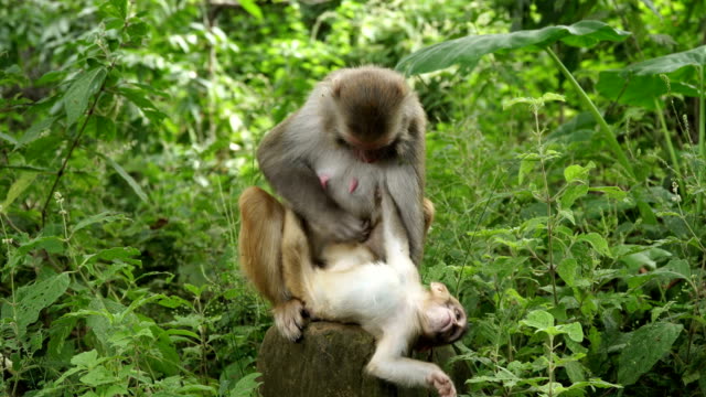 A-monkey-female-with-a-cub-in-the-jungle