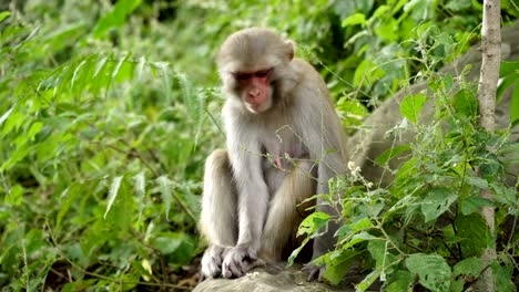 Macacos-femeninas-en-las-selvas-de-Asia
