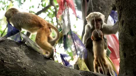 Family-of-monkeys-on-a-tree