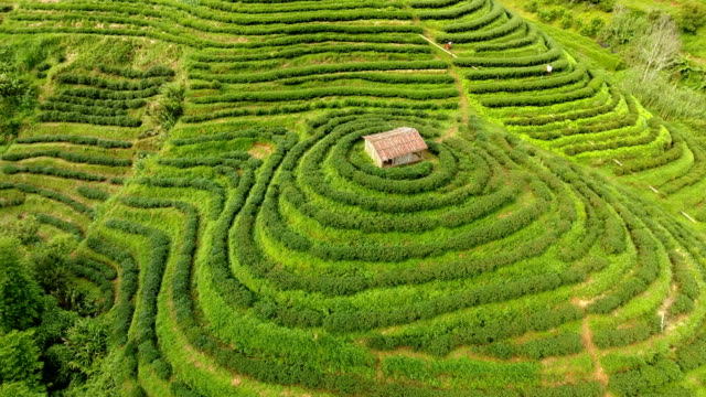 Aerial-view-of-tea-plantation-terrace-on-mountain.
