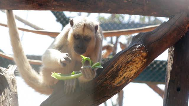 Pequeño-mono-comer-planta-vegetales.-Mono-comiendo-alimentos-nutritivos-vegetales