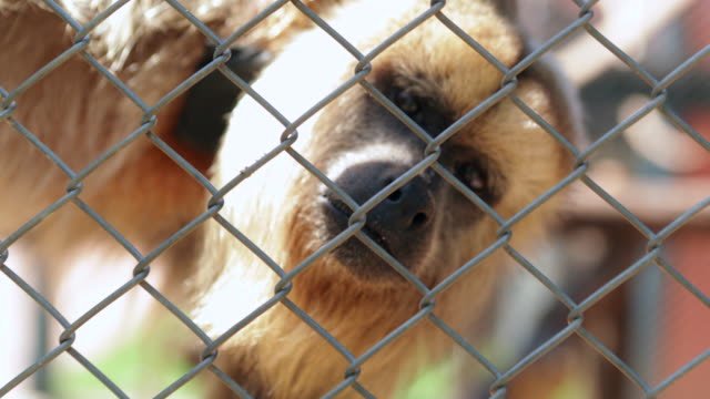 Little-monkey-starring-to-visitors-looking-at-strangers-on-the-other-side-of-the-fences.-Monkey-locked-inside-cage
