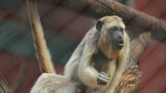 Mono-comer-fruta-verdura-y-chillding-sin-nada-que-hacer