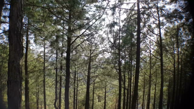 Tree-lines-near-New-Tehri-in-Uttarakhand