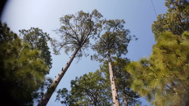 Tree-lines-near-New-Tehri-in-Uttarakhand