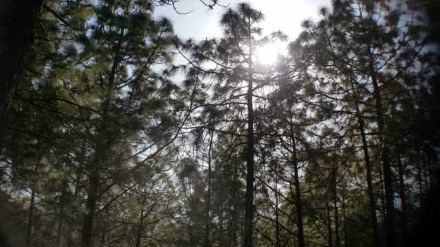 Líneas-de-árboles-cerca-de-nuevo-Maheshwar-en-Uttarakhand