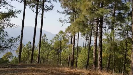 Baum-Linien-in-der-Nähe-von-neuen-Tehri-in-Uttarakhand