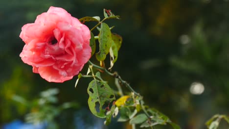 hell-rosa-Rose,-frisch-und-natürlich