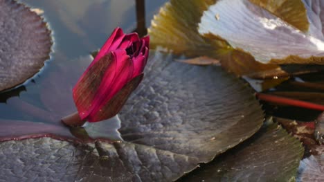 Red-Lotus-Knospen-frisch-und-wachsende-im-Natursee