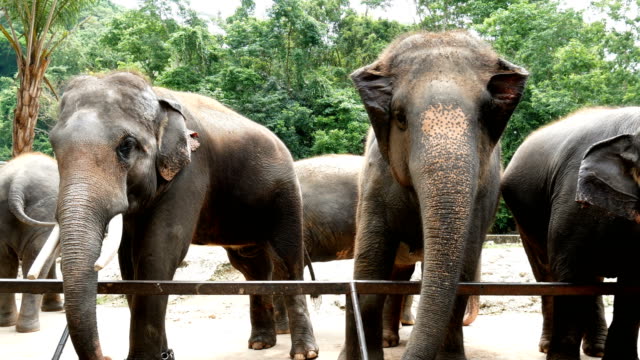4K-Filmmaterial.-Gruppe-der-asiatischen-Elefanten-im-zoo
