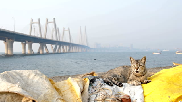 Eine-Katze-ruht-auf-einem-Dock-gegen-moderne-Kabel-blieb-Brücke