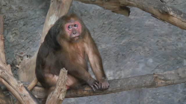 Mono-macaco-de-la-India-salvaje-en-el-bosque
