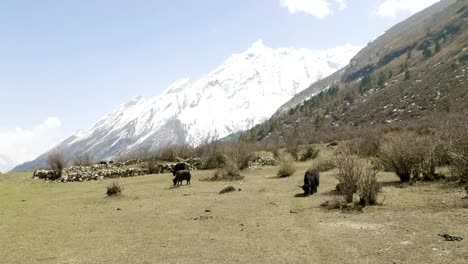 The-Himalayan-yak-eats-grass-among-the-mountains-of-Nepal.-Manaslu-circuit-trek.