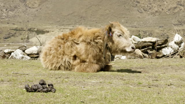 The-Himalayan-yak-lies-among-the-mountains-of-Nepal.-Manaslu-circuit-trek.