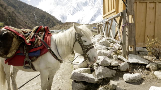 El-caballo-está-ligado-a-la-parada-en-la-aldea-Bimthang,-Nepal.