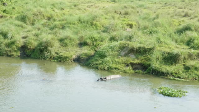Rhino-nada-en-el-río.-Parque-Nacional-de-Chitwan-en-Nepal.