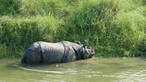 Rhino-frisst-und-schwimmt-im-Fluss.-Chitwan-Nationalpark-in-Nepal.