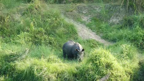 Rhino-isst-grünen-Rasen.-Chitwan-Nationalpark-in-Nepal.