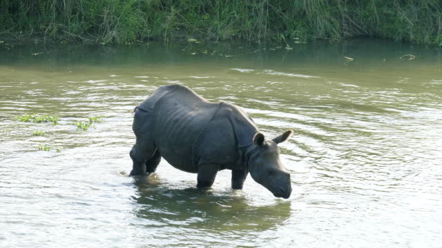 Rhino-eats-and-swims-in-the-river.-Chitwan-national-park-in-Nepal.