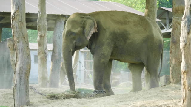 Elefanten-nimmt-Dusche-von-Staub-in-der-Farm-des-Nationalparks-Chitwan,-Nepal.