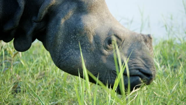 Rhino-eats-green-grass.-Chitwan-national-park-in-Nepal.