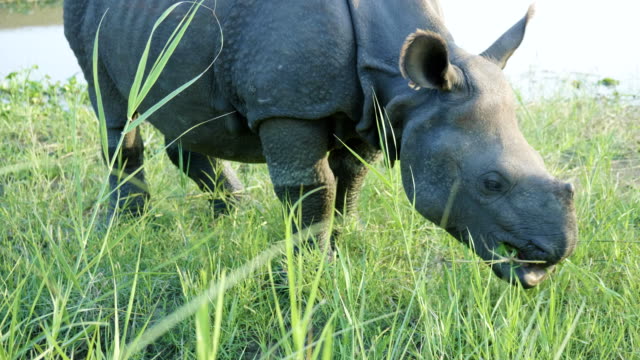Rhino-come-pasto-verde.-Parque-Nacional-de-Chitwan-en-Nepal.