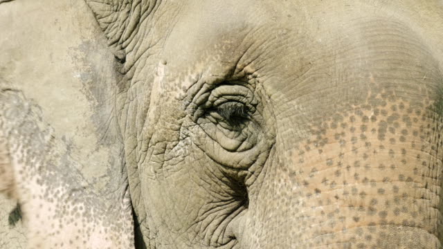 Elefant-Gesicht-im-Nationalpark-Chitwan,-Nepal.