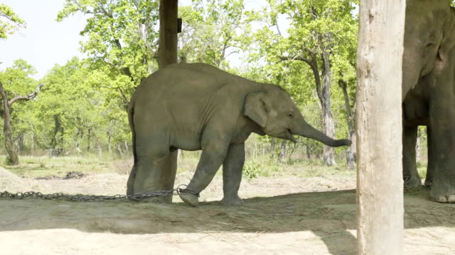 Baby-Elefant-streckt-Mutter-in-den-Hof-des-Nationalparks-Chitwan,-Nepal.