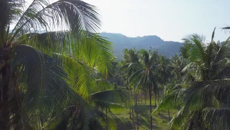 Vuelo-sobre-una-plantación-de-cocoteros-en-una-isla-tropical