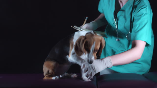 4K-Beagle-Puppy-Dog-at-Veterinary-Checking-Paws