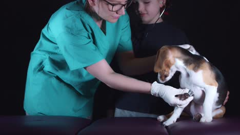 4K-Beagle-Welpe-Hund-beim-Tierarzt-überprüfen-Herzschlag