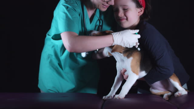 4K-Beagle-Welpe-Hund-beim-Tierarzt-Impfung-machen