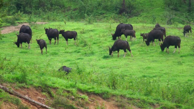 Gaurs-are-among-the-largest-living-land-animals,-wildlife,-forest