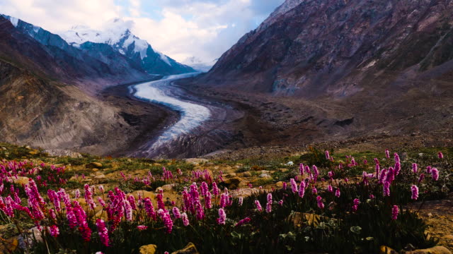 Participan-hermoso-glaciar-Drung-Drang-con-paisajistas-hermoso-glaciar-Drung-Drang-con-flores-en-el-viento,-glaciar-de-montaña-en-el-camino-de-zanskar-en-Himalaya-gama,-Jammu-y-Cachemira,-Ladakh-India.