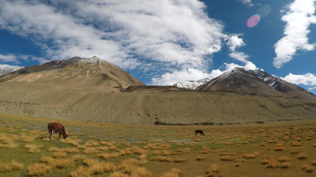 Landschaft-Pangong-Wildlife-Sanctuary,-Leh-Ladakh,-Indien