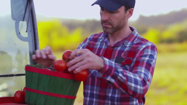 Farmer-looking-at-basket-of-tomatoes