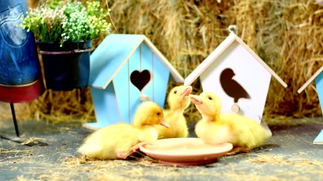 Close-up,-three-small-yellow-ducklings-drinking-water-from-a-plate-.-In-the-background-a-haystack,-colored-small-birdhouses.-Studio-video-with-thematic-decor