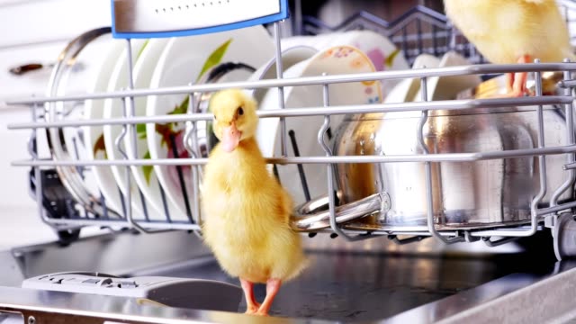 Close-up,-two-Little-yellow-ducklings-sitting,-walking-in-a-dishwasher,-sitting-on-plates,-a-saucepan,-in-a-basket.-In-the-background-a-lot-of-white,-clean-dishes