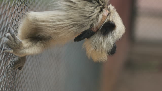 Little-monkey-holding-himself-upside-down-inside-cage-checking-his-surroundings-in-4K-resolution