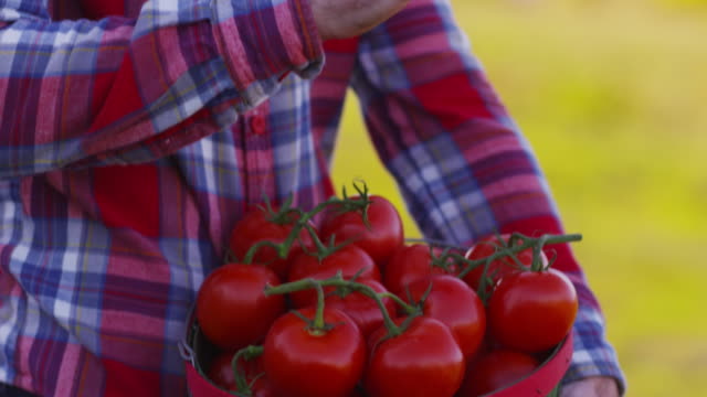 Landwirt-betrachten-Korb-mit-Tomaten