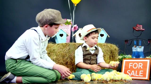 Village,-stylishly-dressed-boys-play-with-ducklings-and-chickens.-Studio-video-with-thematic-decoration.-a-plate-with-an-inscription,-for-sale