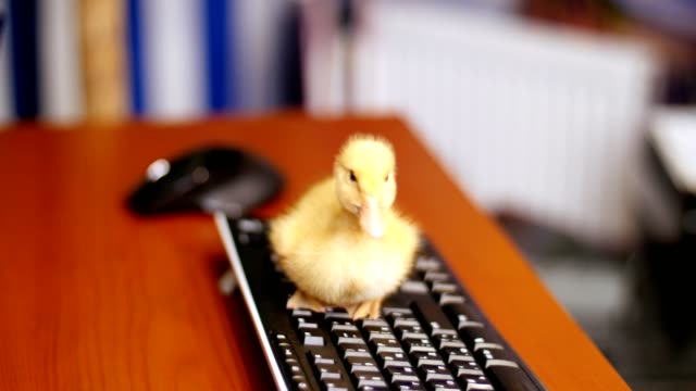 Close-up,-A-small-yellow-duckling-is-sitting-peacefully-on-the-computer-keyboard.-Walks-on-it-and-a-desktop-in-the-office