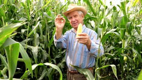Retrato-de-un-anciano-agricultor-de-sombrero-sonriente-mantiene-el-maíz-y-demuestra-para-arriba-OK
