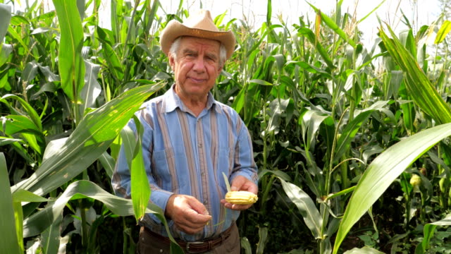 Retrato-de-un-anciano-granjero-en-un-sombrero-de-vaquero-en-un-campo-de-maíz-con-mazorca-de-maíz